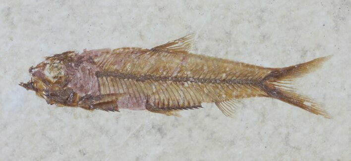 Detailed Knightia Fossil Fish - Wyoming #60854